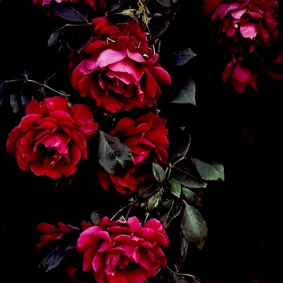 Meet your Posher, Lydia - Picture 1 of 1